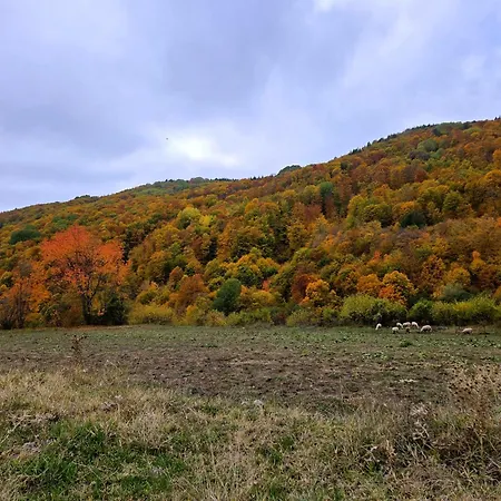 рози, семково